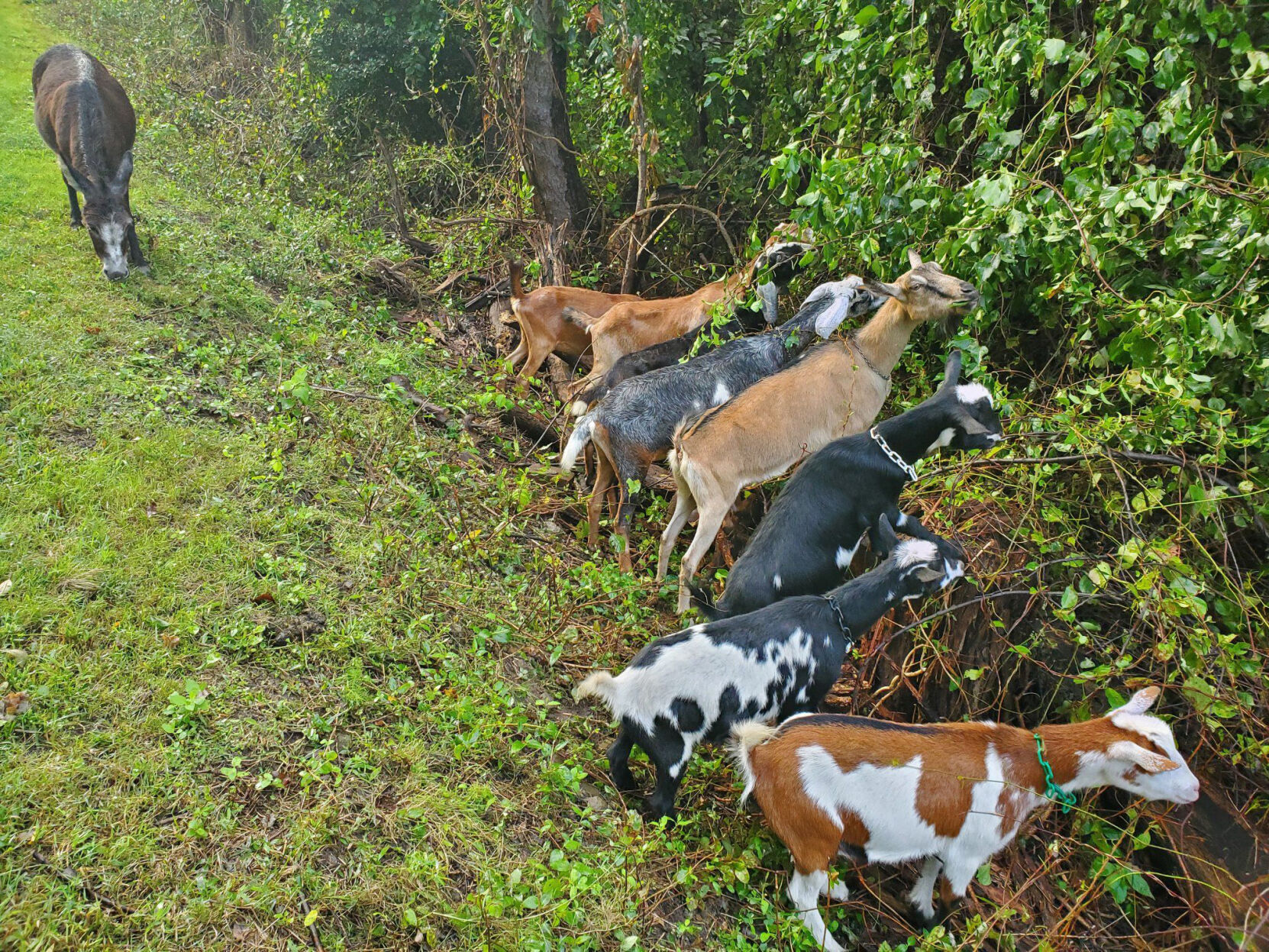 goats psu greater allegheny.jpg